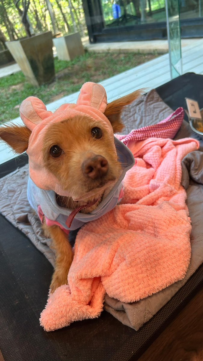 Niall Harbison tweet media