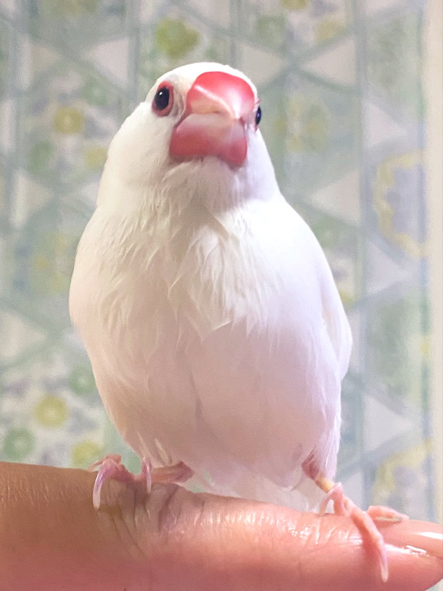 水もしたたる良い文鳥