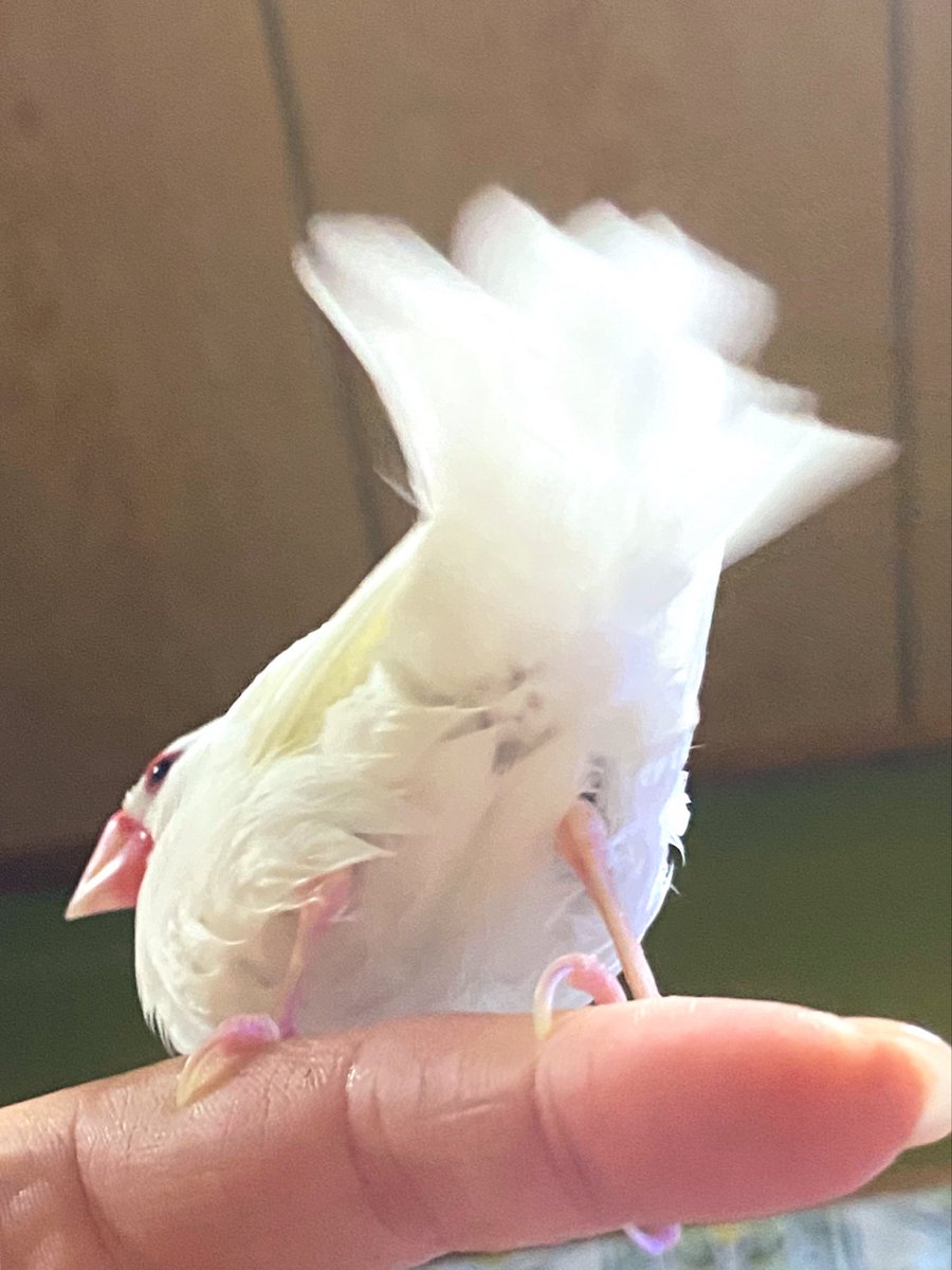 荒ぶるﾋﾞｿｹｯﾂ🍑🫶💕︎︎
