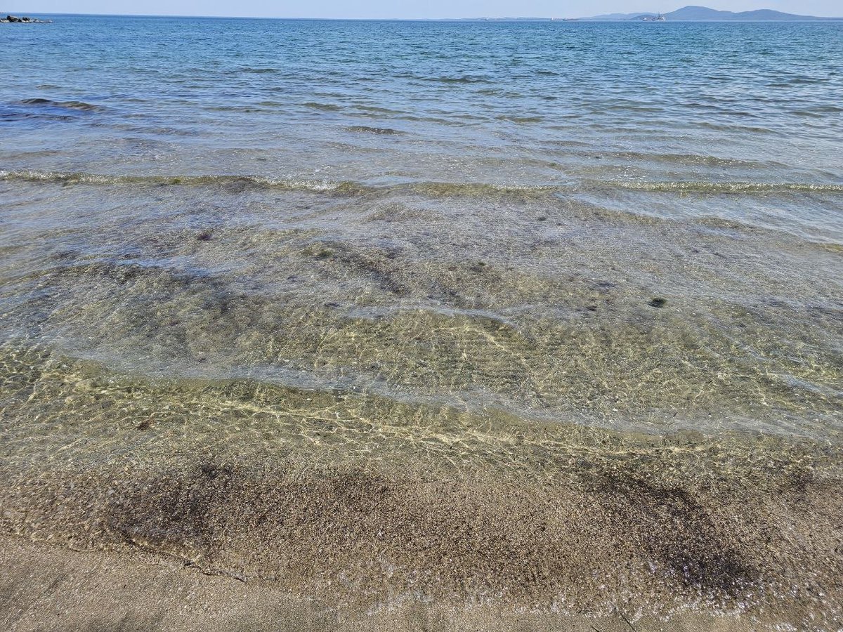 Білий лев tweet media