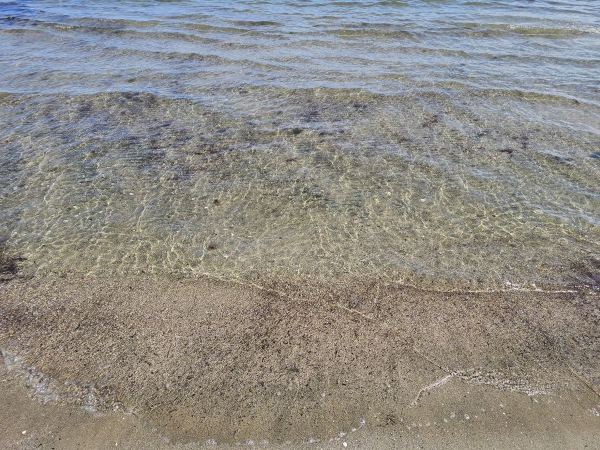 Білий лев tweet media