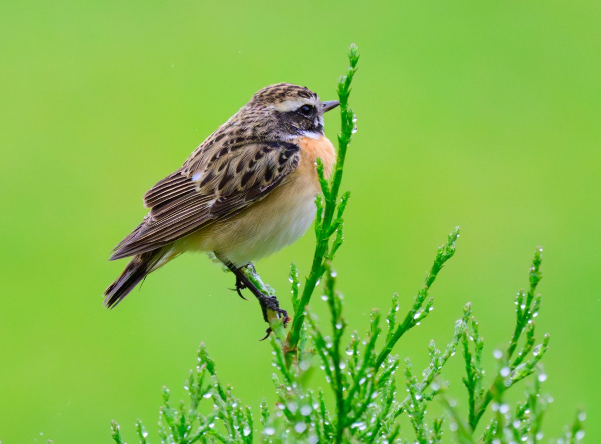 dparody's tweet image. The garden that just keep giving new birds! Winchat #birding