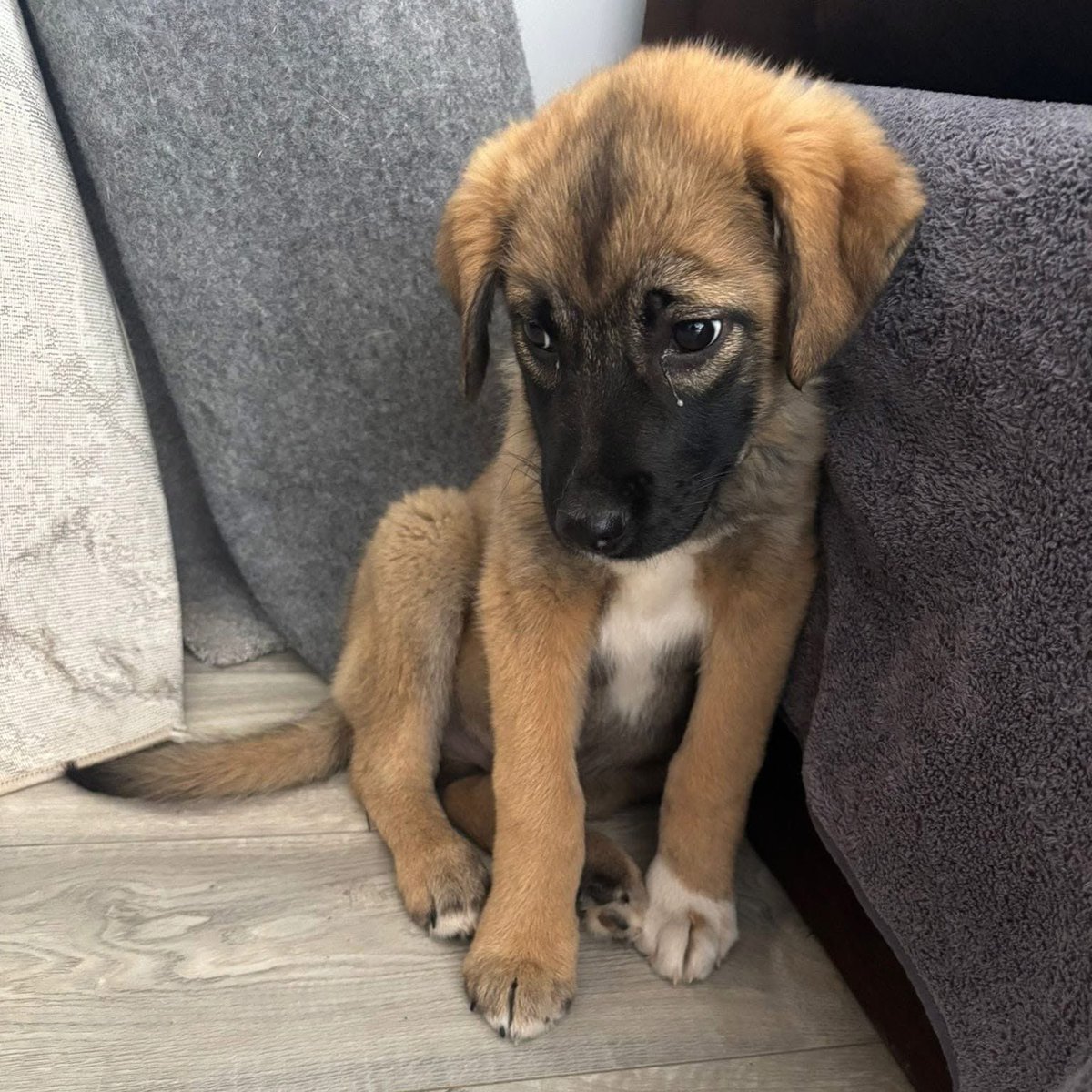 Mal 🇵🇱 ✡️ 🇮🇱 tweet media