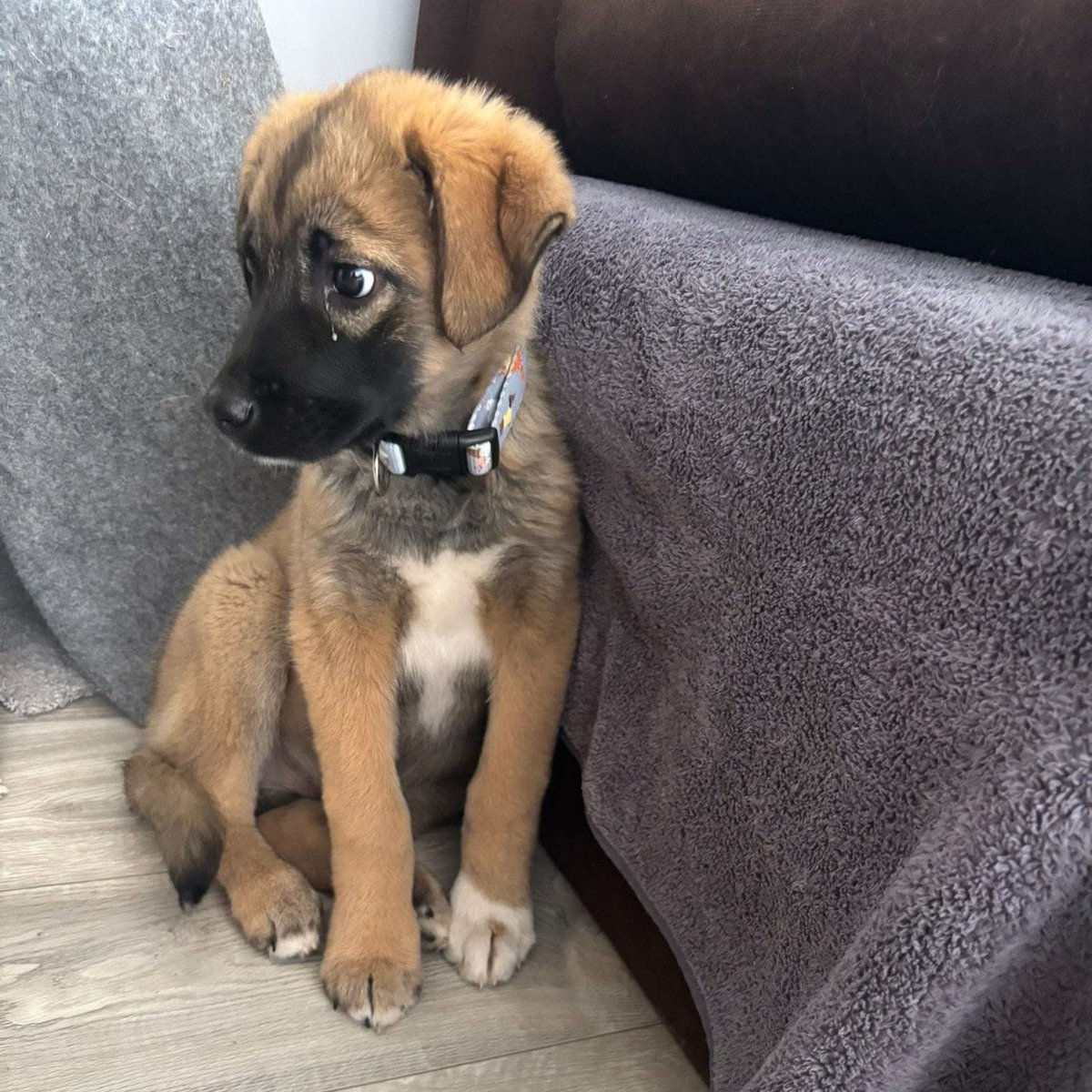 Mal 🇵🇱 ✡️ 🇮🇱 tweet media