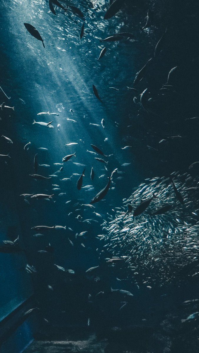 丹子tanco tweet media