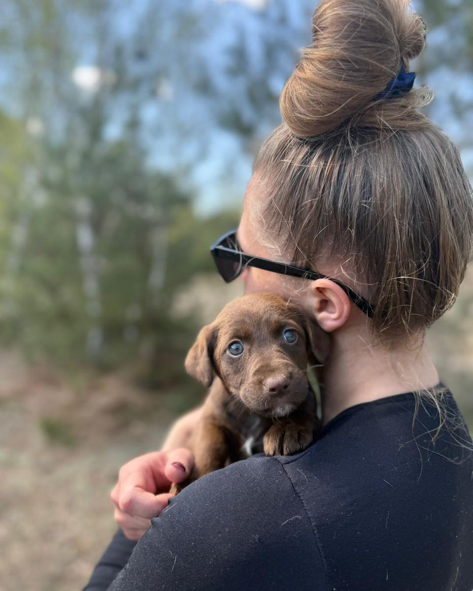 6 tygodniowa czekoladowa Lawenda szuka domu na zawsze ...
Docelowo będzie sunią ok 15kg
Kontakt w sprawie adopcji: 600 803 600
(jeśli nie odbieramy, prosimy o SMS z imieniem psa oraz krótką informacją o sobie)
