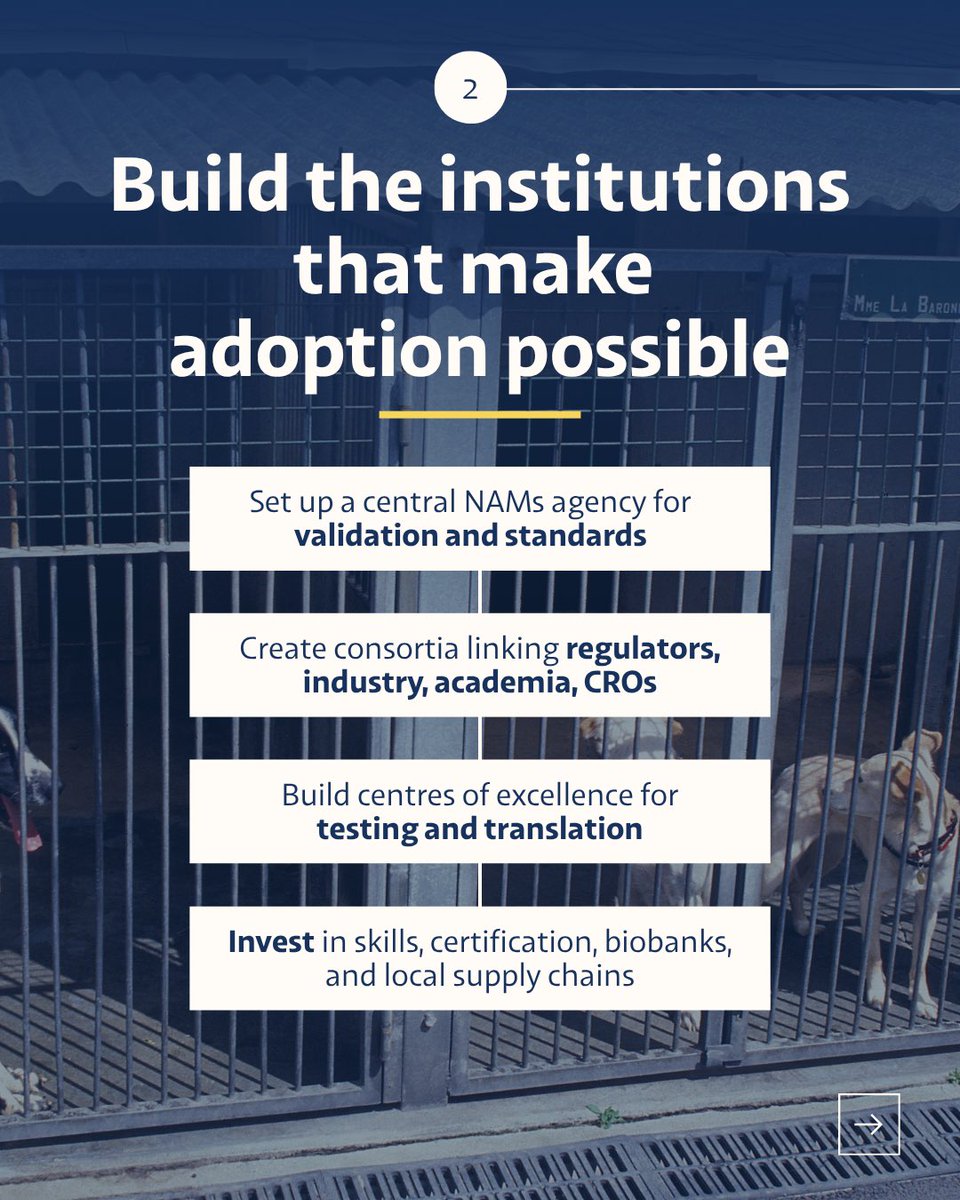 India Animal Fund tweet media
