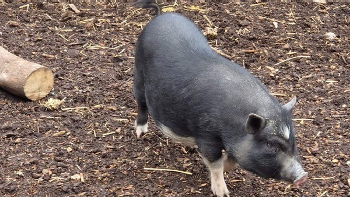Happy End für ein Haustier: Zahmes Hängebauchschwein aus Walbeck bekommt ein neues Zuhause mz.de/lokal/hettsted…