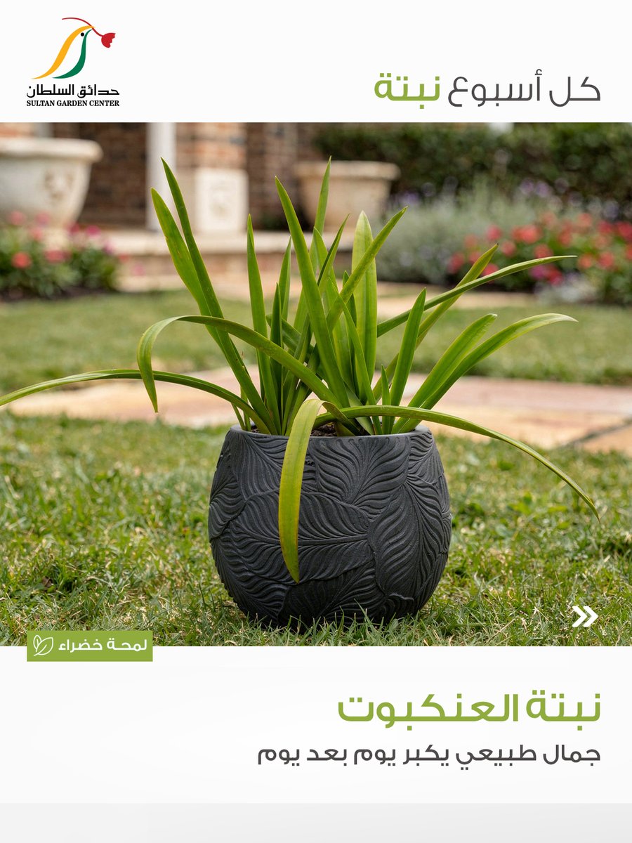 حدائق السلطان tweet media