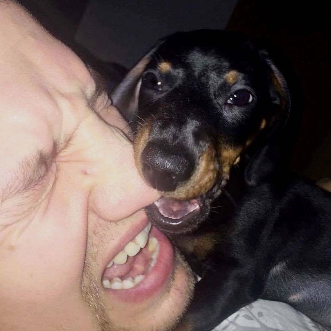 Salsichinhas tweet media