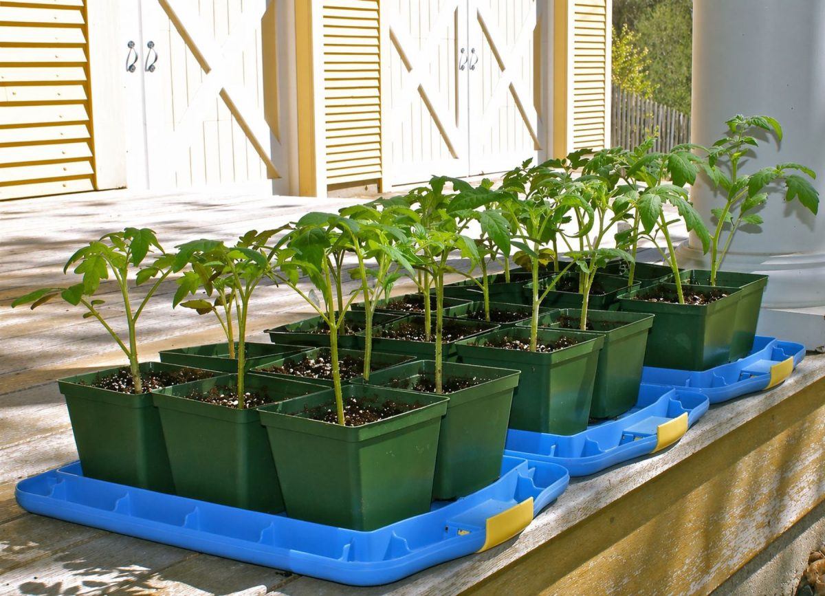 Ботаничка tweet media