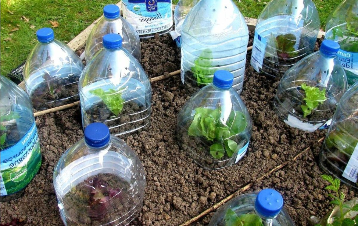 Ботаничка tweet media