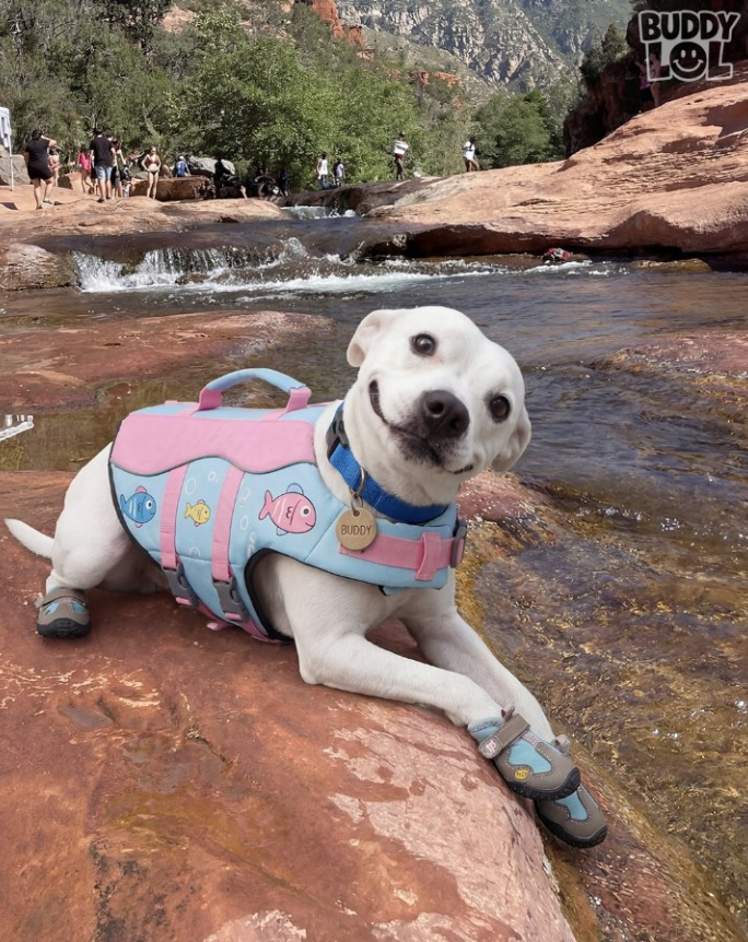 Best in Dogs tweet media