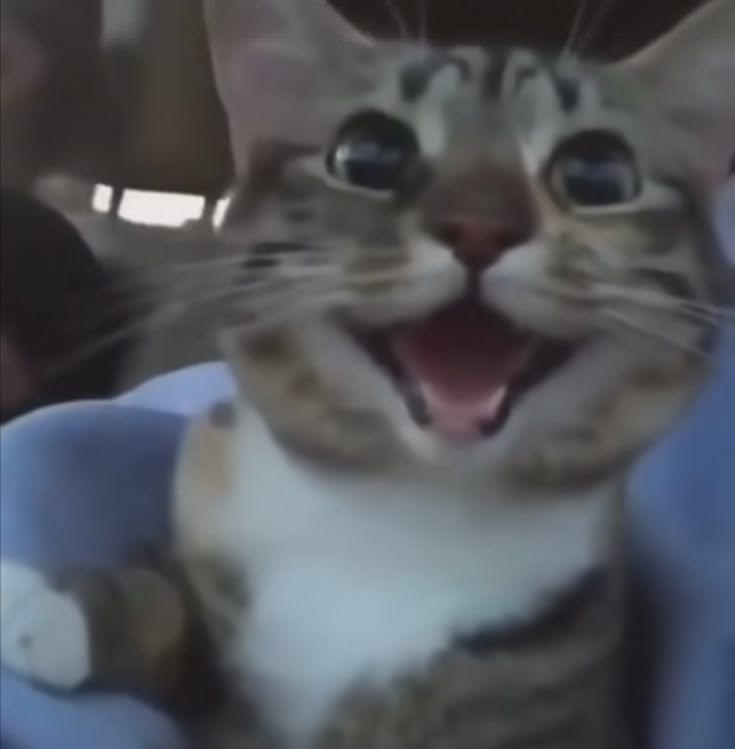 Katjin🐈‍⬛ | heavy serenade 🎼 tweet media