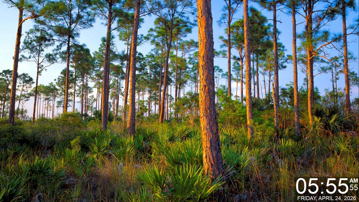 Today's Daily Wallpaper Refresh from Bing

A tribute to trees. Arbor Day

bit.ly/3PfdwgI

#TodayForWindows #freedownload #tryitforyourself #imageoftheday #pictureoftheday #wallpaperoftheday
#ArborDay