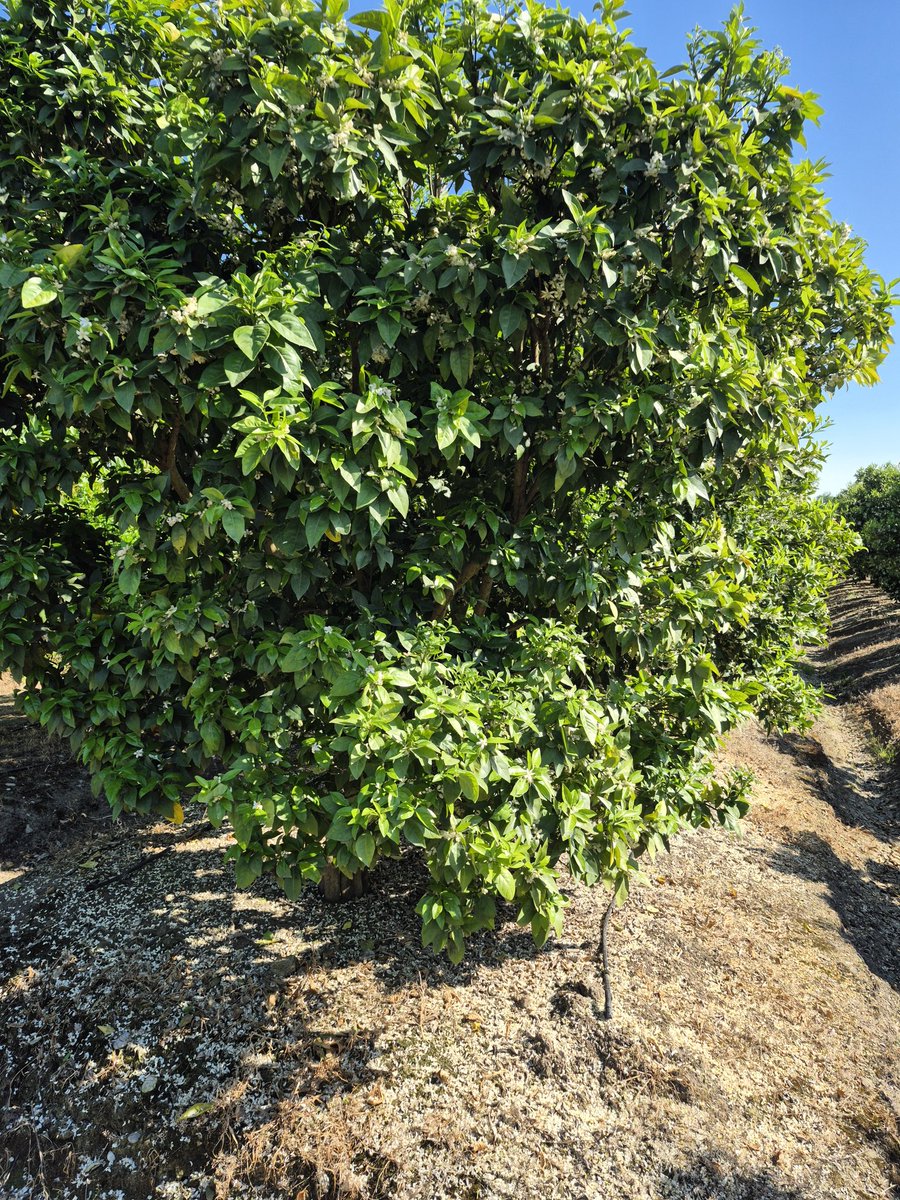 Khazar 🌊🌊 tweet media