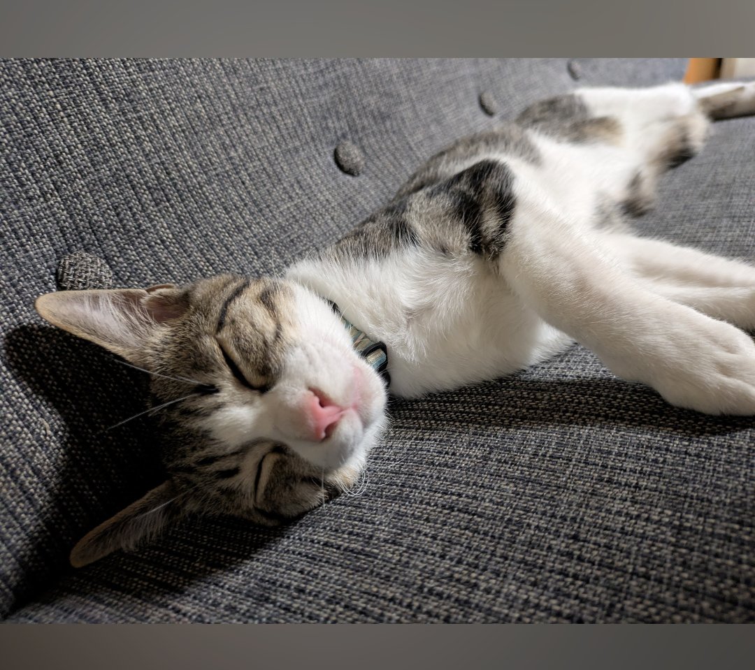 ほぼなつふたば🌻 tweet media