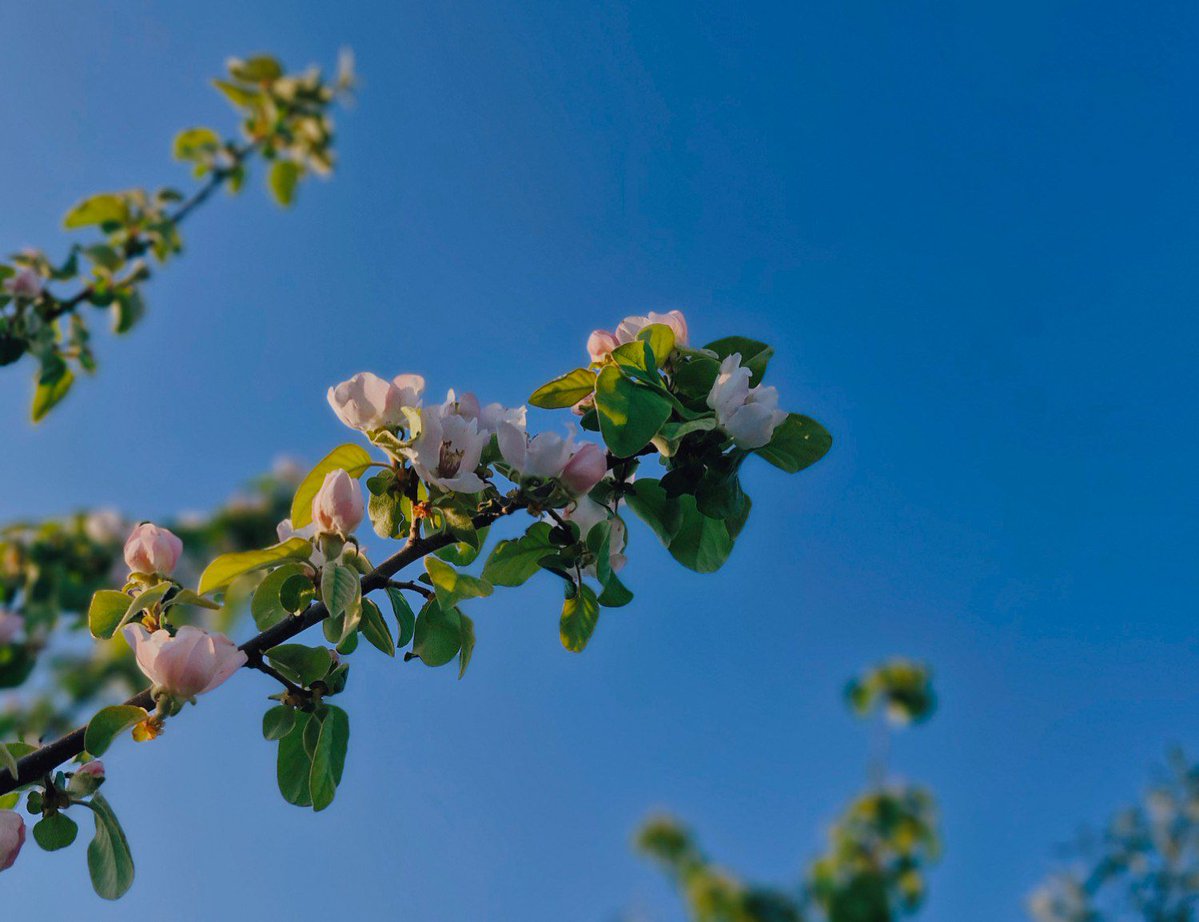 سرباز ؛ tweet media