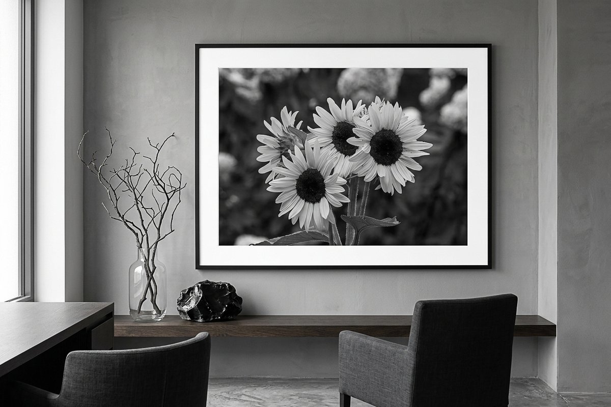 Planet_Chad's tweet image. Monochrome Sunflowers - Striking dark centers, sharp white petals, each leaf and petal distilled into pure contrast. Stripping away the color can sometimes make the form even more striking.

planetchadphotography.com/featured/sunfl…

#sunflower #monochrome