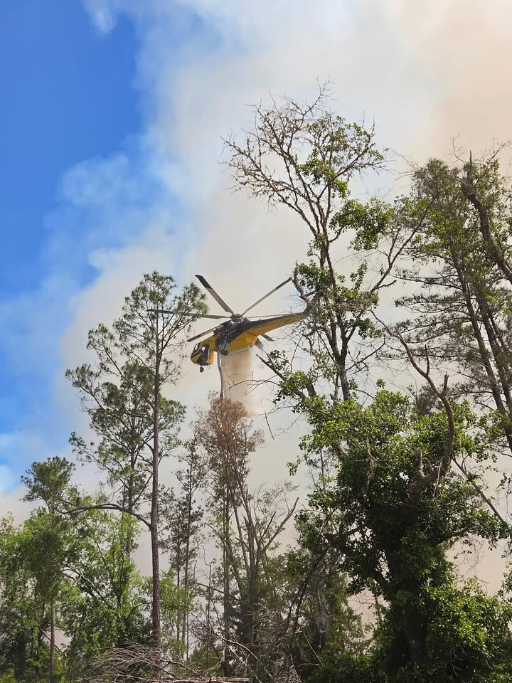 GAForestryCommission tweet media