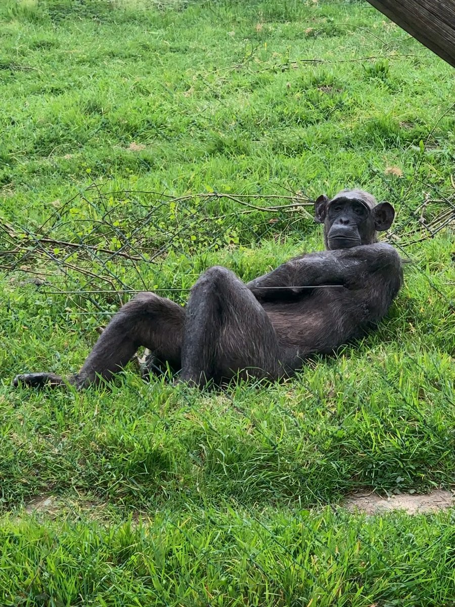 Monkey World Dorset tweet media