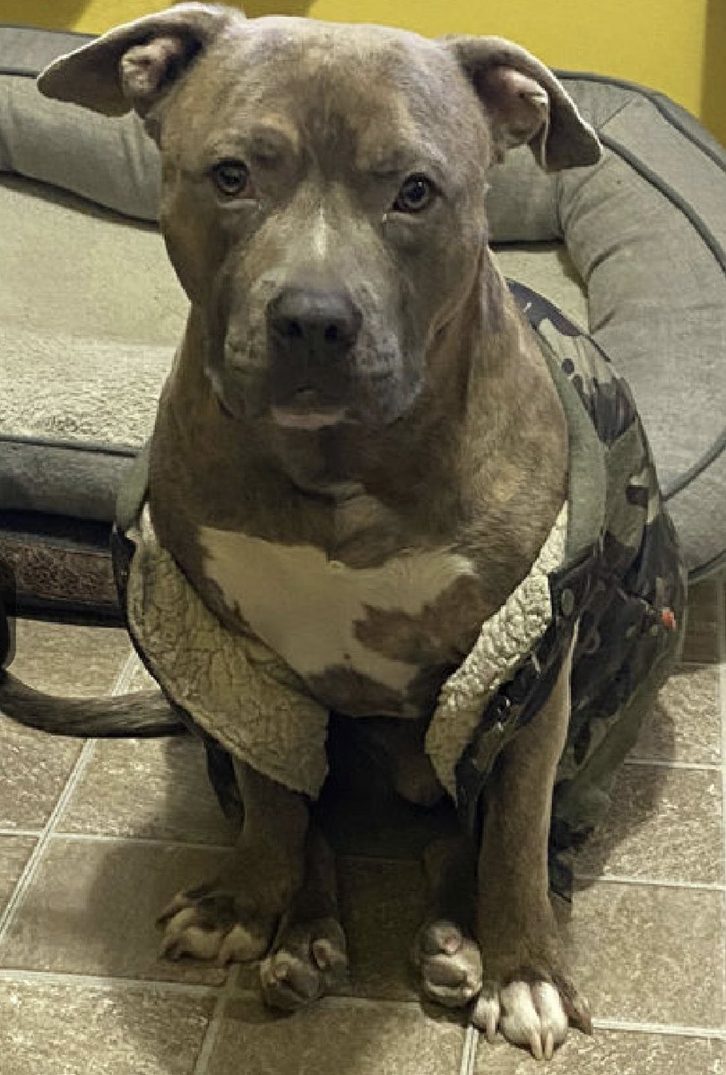 MoishesMom's tweet image. 🚨🆕 💉🛟Only • Stone•🖕🏻his 👨 👩 

Stone is a 7️⃣ yr old Blue nosed Staffie boy who was surrendered by his human to the Manhattan Pound in NYC 3️⃣ days ago….His 🗑️ human described him as a 🛋️ 🥔 This boy is so terrified—look at his eyes in the 4️⃣ pics &amp;amp;  🔗 ⬇️