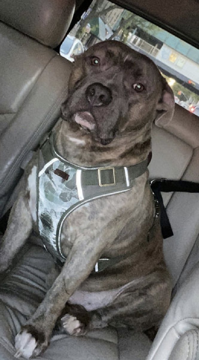 MoishesMom's tweet image. 🚨🆕 💉🛟Only • Stone•🖕🏻his 👨 👩 

Stone is a 7️⃣ yr old Blue nosed Staffie boy who was surrendered by his human to the Manhattan Pound in NYC 3️⃣ days ago….His 🗑️ human described him as a 🛋️ 🥔 This boy is so terrified—look at his eyes in the 4️⃣ pics &amp;amp;  🔗 ⬇️