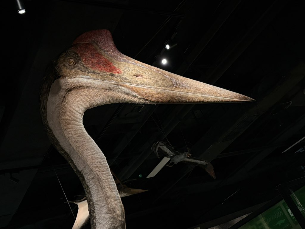 🐾🌟犬神徹夜🌟🐾ホワイトグレース tweet media