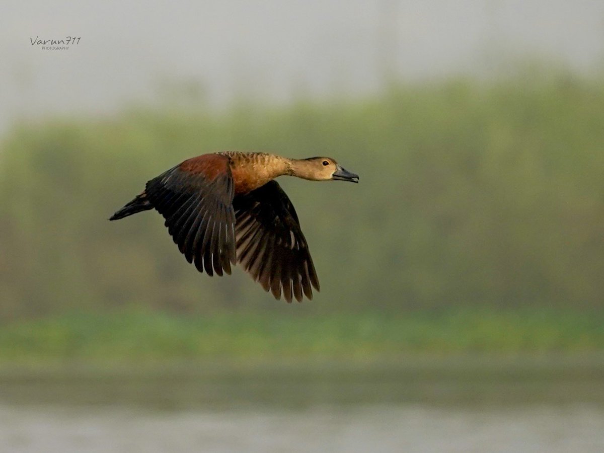 greenPanther711's tweet image. Bird in flight,Patna
#IndiAves #birdwatching @NatGeoIndia #birding #BirDereceHak #Nikon 
#TwitterNatureCommunity #birdsphotography #BirdsOfTwitter #BirdTwitter @NatGeoPhotos #NaturePhotograhpy
#ThePhotoHour @DEFCCOfficial @BNHSIndia