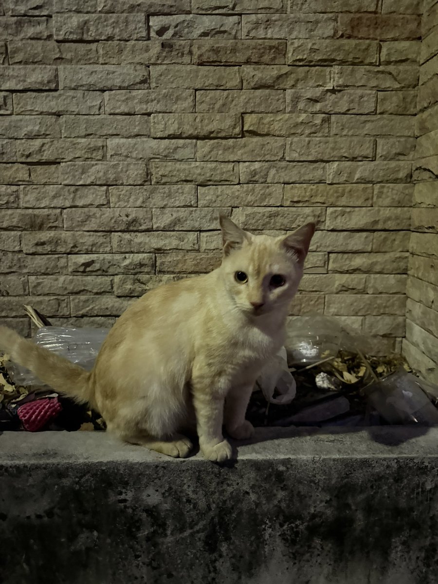 ลูกบ้านไหนเน้ออ ดูไม่น่าใช่แมวจร ขนนุ่ม ดูเก่าแต่ก็ดูสะอาดในเวลาเดียวกัน ขี้อ้อนมาก คือแค่ทักนิดเดียว เดินตามไม่หยุด ถูขาไม่เลิกกกก ใจเย็นๆเด็กๆ วันนี้ไม่ได้พกหนมมา