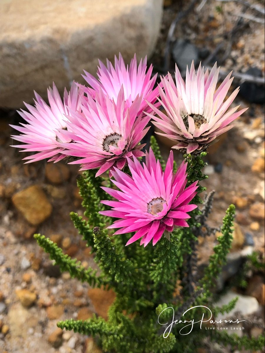 JennyPaPB's tweet image. Phaenocoma prolifera aka Cape Everlasting (Asteraceae) are common the Rooiels lower slopes. Striking flowerheads of bright pink papery bracts surround the tiny florets. Love botanising &amp;amp; birding time…

#fynbos #biodiversity #birdwatching #wildflowers
