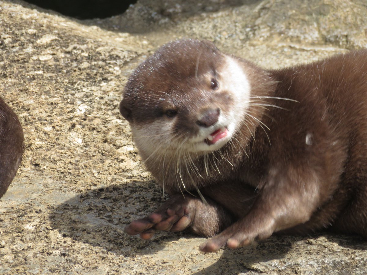 那須ど産まれの
リンちゃん　チャチャちゃん　ガクくん　ツツジちゃん　６歳のお誕生日🎂おめでとう‼️

チャチャちゃんとガクは今頃一緒にお祝いしてるかな☺️
