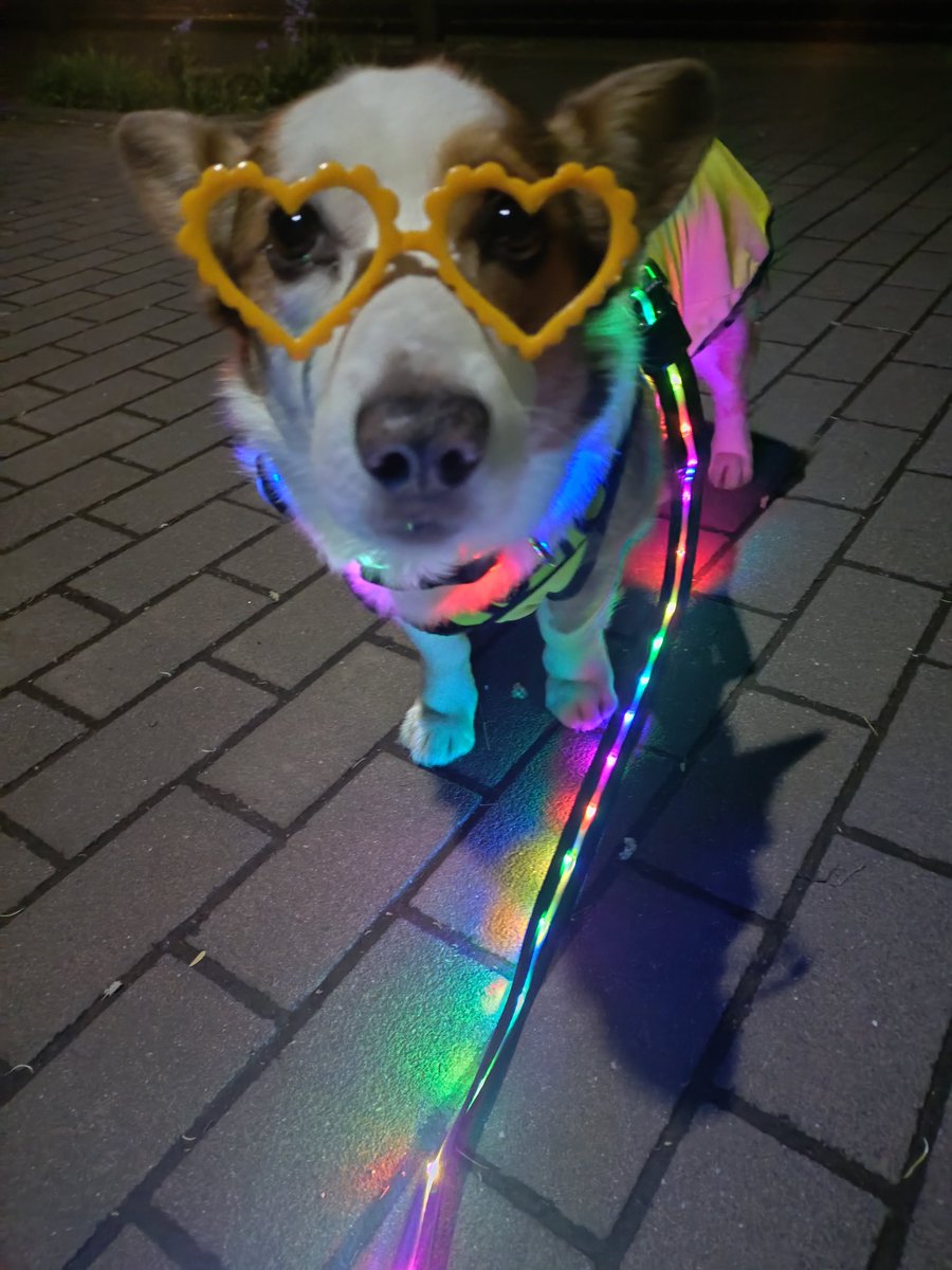 🇬🇧🐶LEO元愛犬❤️Riku今愛犬🐶 tweet media