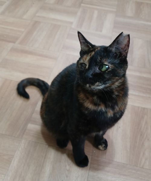 イコール保護猫譲渡会【５/２３（土）１４:００〜１６:００ 市川市 行徳文化ホールＩ＆Ｉ 第１会議室 tweet media