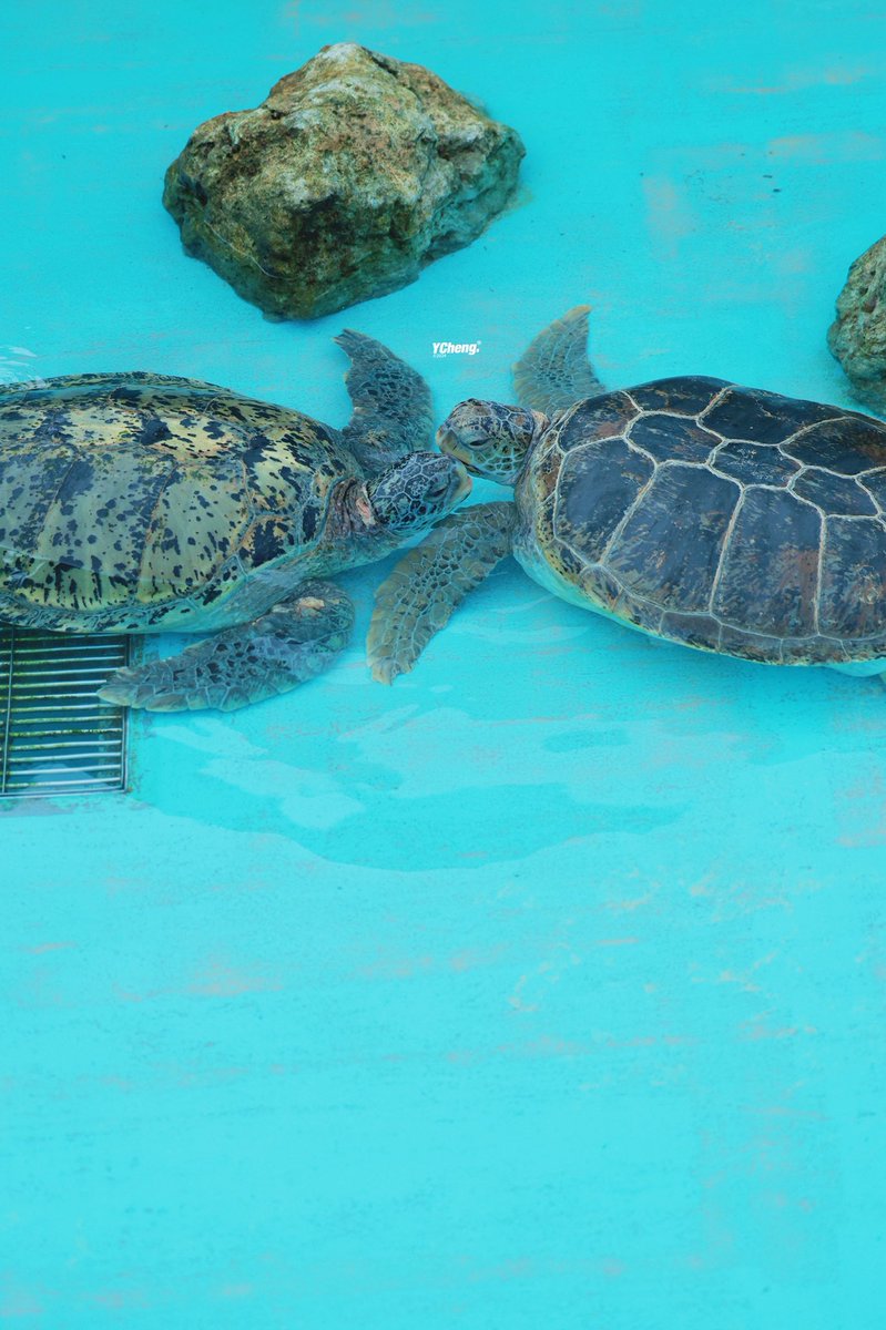 YCheng🍊ʸᶜ📷 tweet media