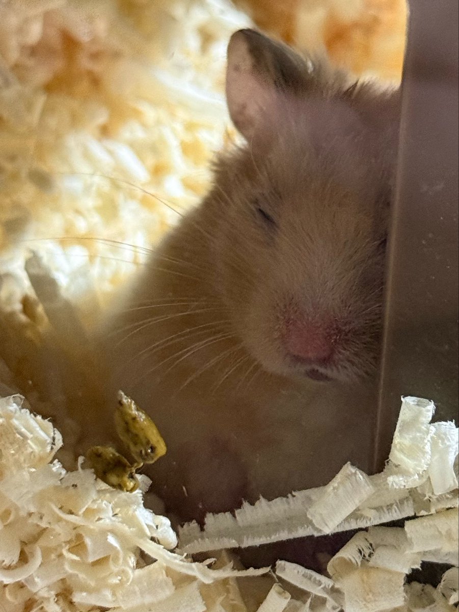 졸린 이장과 쥐인님들 tweet media