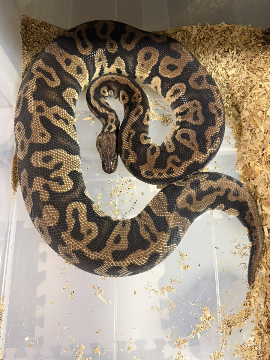 最終脱皮間近✨
お腹がパンパン🤩

Pastel Confusion het Clown

#vbp
#IRESReptiles
#ボールパイソン