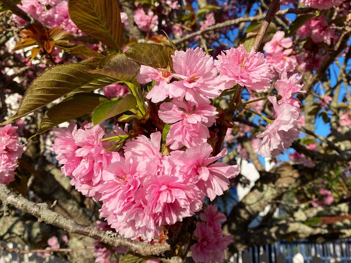 KathleenLevey's tweet image. Cherry blossom cheer #cherryblossom #flowers #naturephotography 🌸🌿