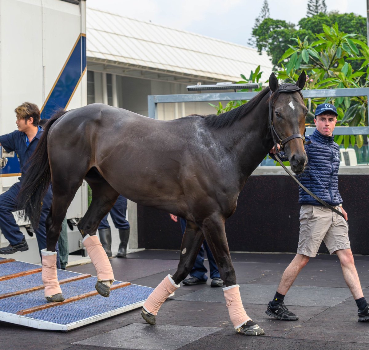 TheSaudiCup's tweet photo. Looking good, COMANCHE BRAVE! 🫶

Third in the G2 1351 Turf Sprint presented by @QiddiyaCity, the Donnacha O'Brien-trained star now tackles the G1 Chairman's Sprint Prize in Hong Kong (26 Apr) for Saudi owner @Abdulla51326801. 

#TheSaudiCup @HKJC_Racing https://t.co/OXcOUncvhX