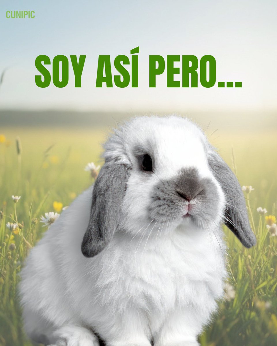 CUNIPIC l Alimentación natural para tu mascota tweet media