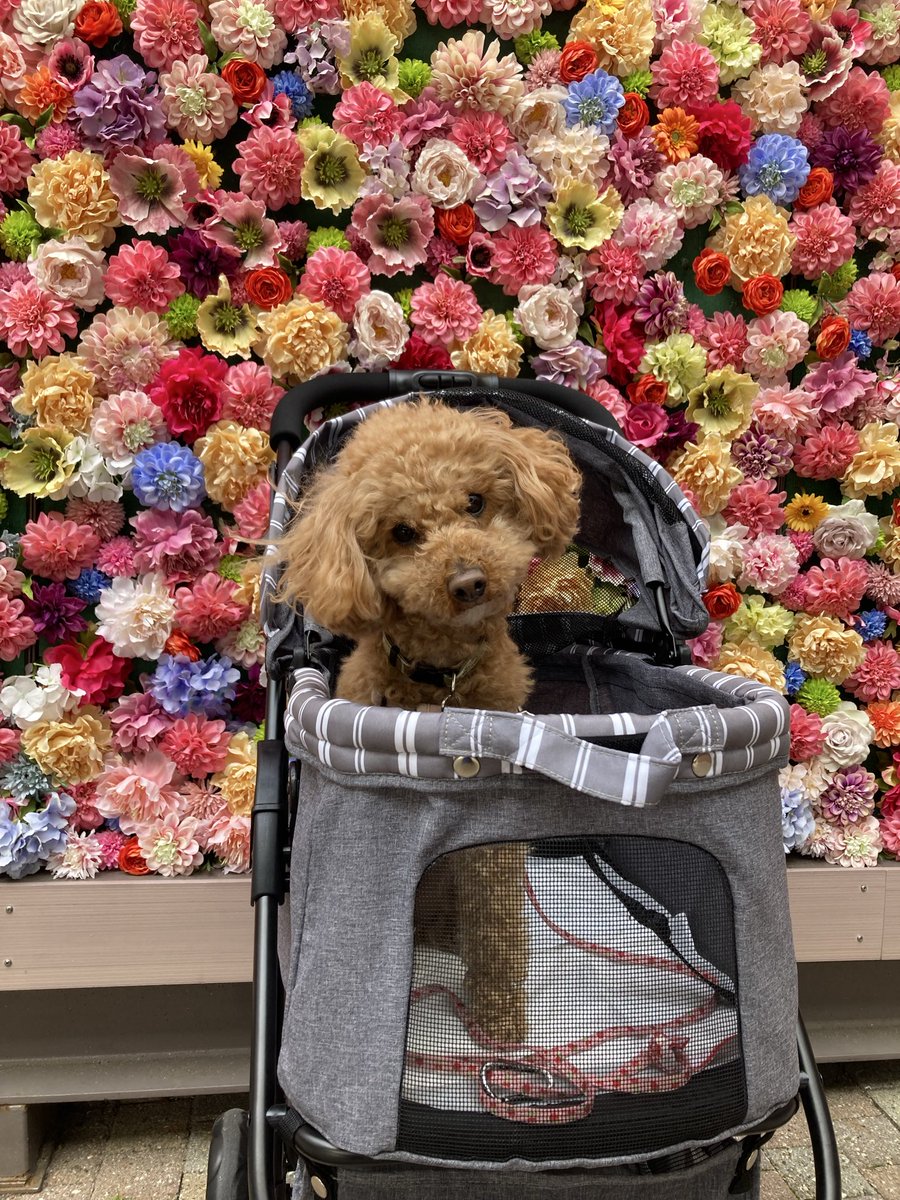 サランちゃん tweet media