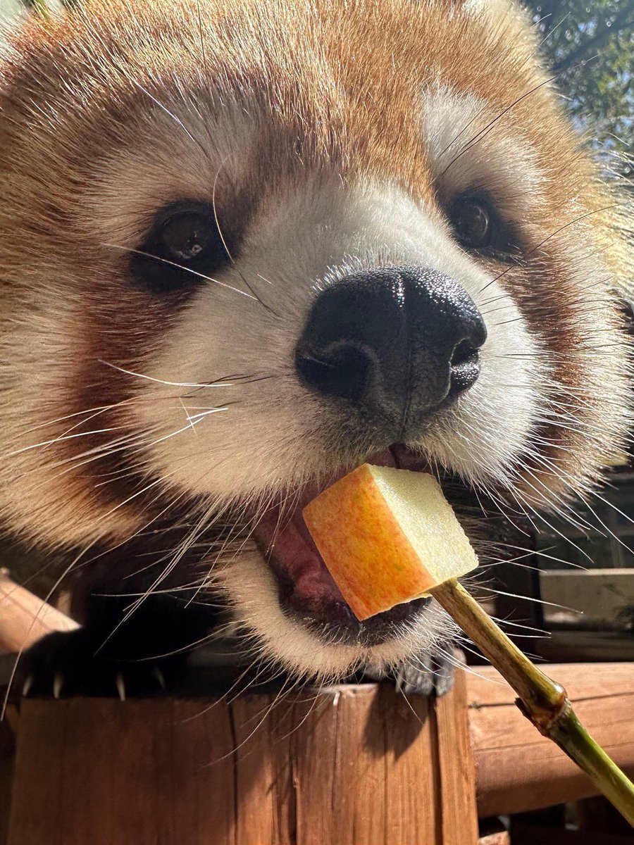 姫路セントラルパーク☆サファリ[公式] tweet media