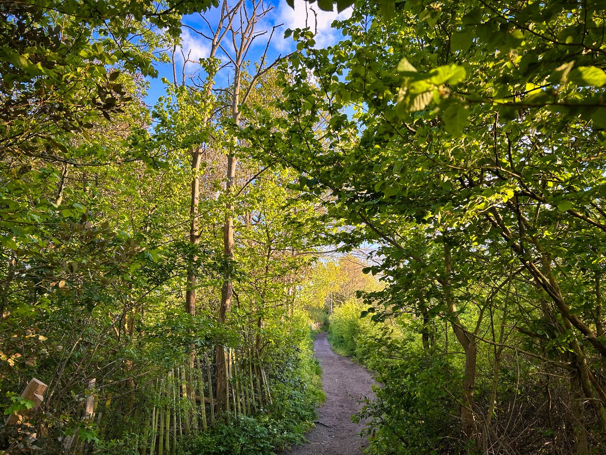 walks_camera's tweet image. On the trail 🌳 #trees #woodland #treeclub