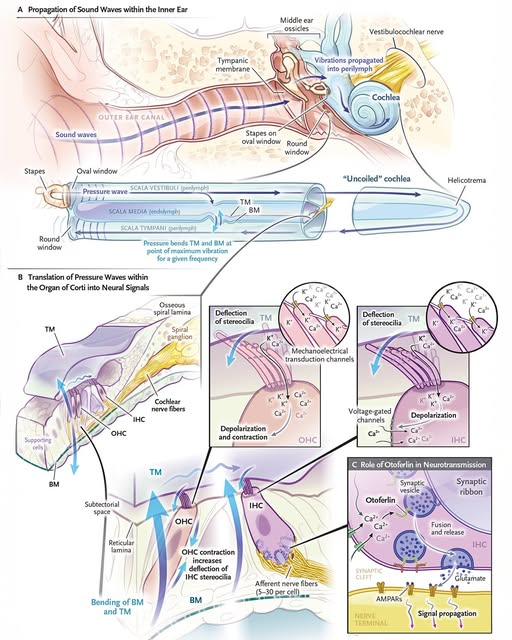 FDA Approves First-Ever Gene Therapy for Treatment of Genetic Hearing Loss Under National Priority Voucher Program regenhealthsolutions.info/2026/04/24/fda…