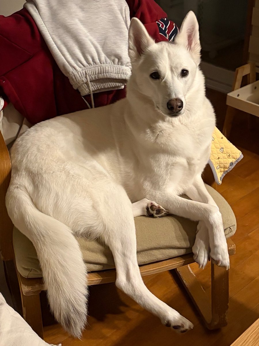 지니아갓쉬 진예애깃쉬 tweet media