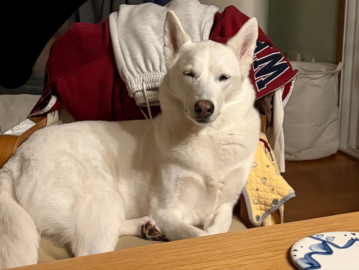 지니아갓쉬 진예애깃쉬 tweet media