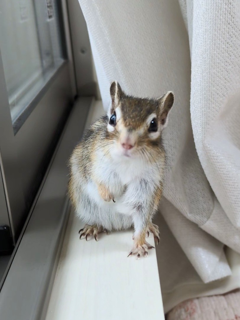 いちご tweet media