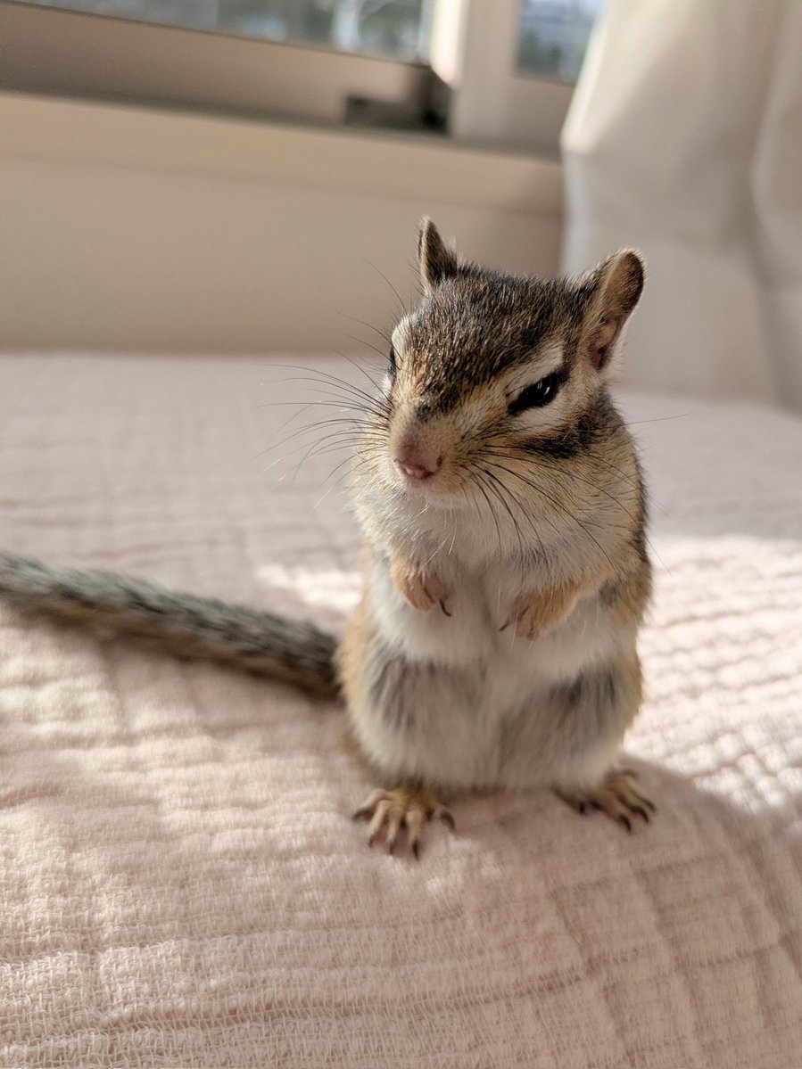 いちご tweet media