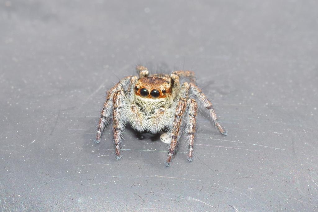 かなへび tweet media