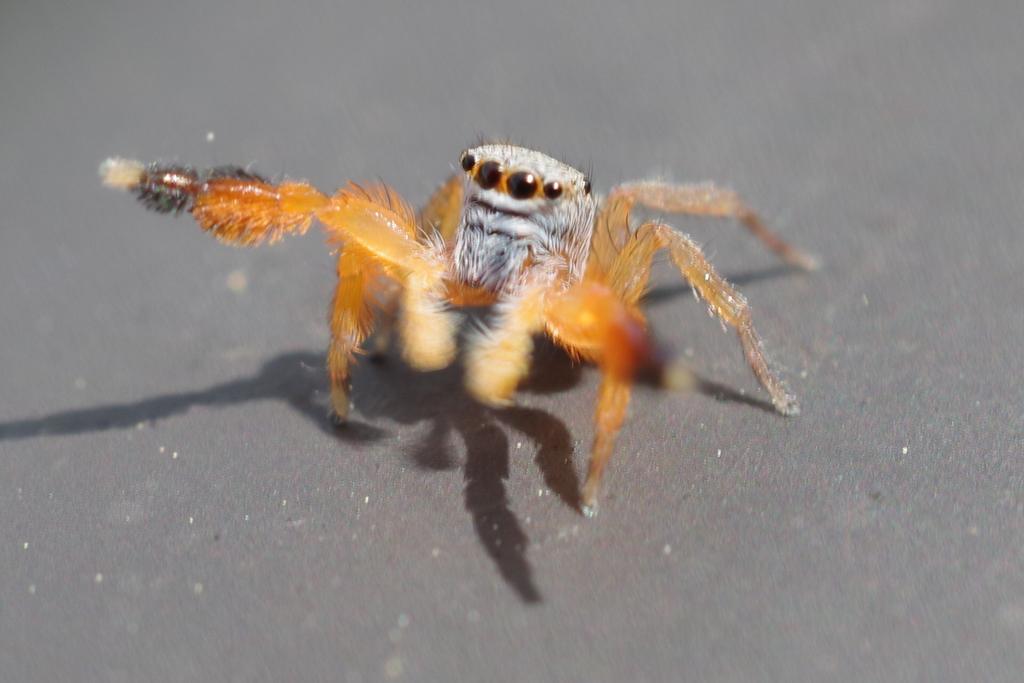 かなへび tweet media